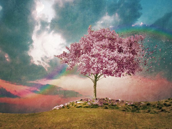дерево, радуга, цветение
