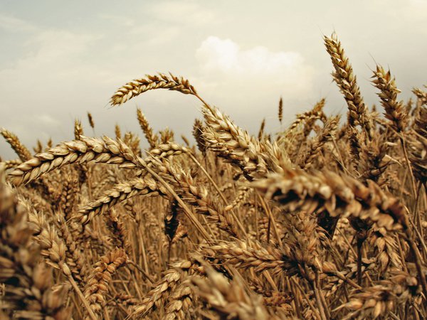 колос, поле, пшеница
