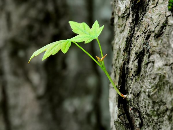 дерево, зеленый, лист