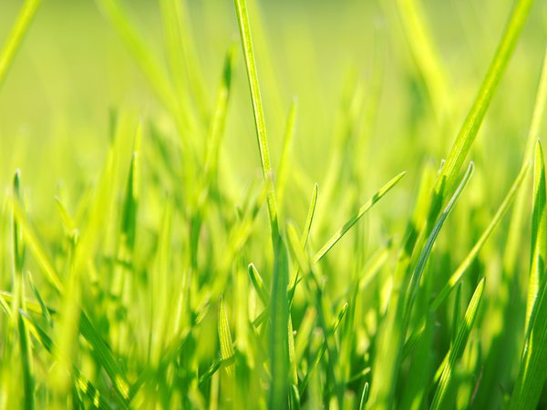 зеленый, трава