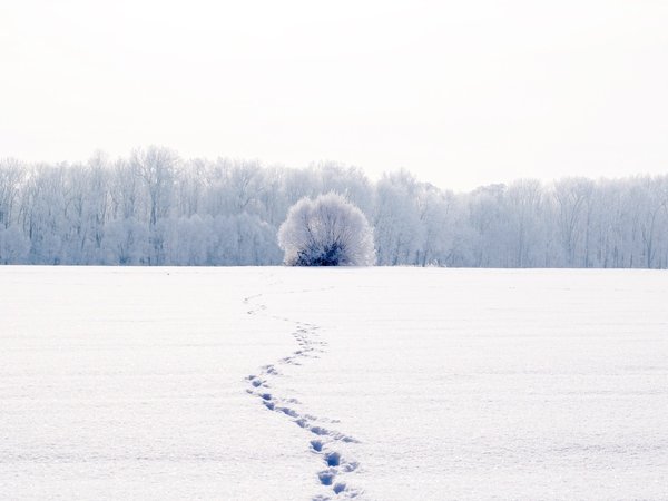 зима, лес, поле, следы, снег
