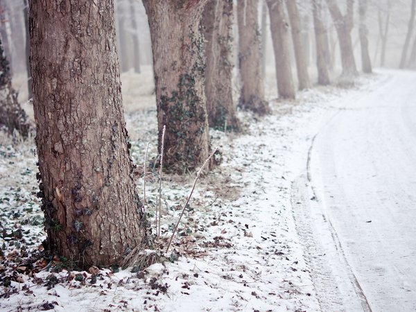 деревья, дорога, зима, лес, снег