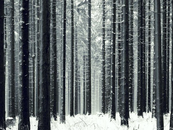 деревья, зима, лес, чёрно-белое