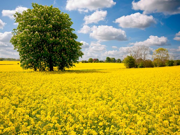 дерево, желтый, каштан, поле, цветы