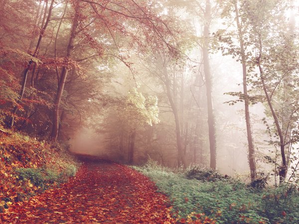 дорога, лес, осень, туман