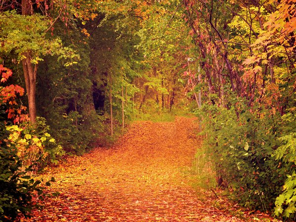дорожка, лес, листья, осень
