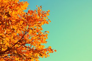 Обои на рабочий стол: дерево, желтый, листья, небо, осень