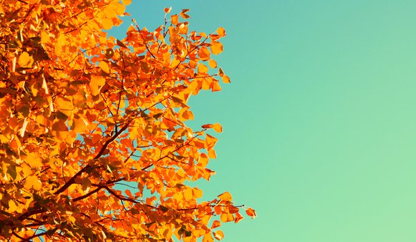 Обои на рабочий стол: дерево, желтый, листья, небо, осень