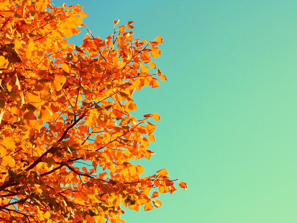 дерево, желтый, листья, небо, осень