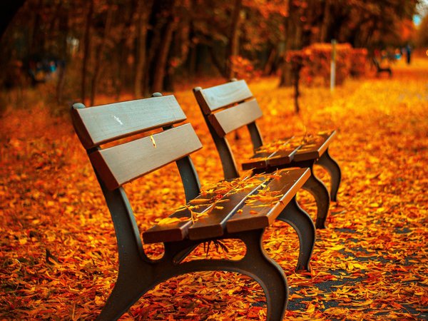 аллея, лавочка, листья, осень, парк, скамейка