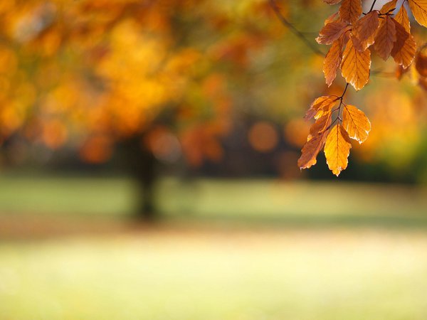 ветка, листья, осень, парк