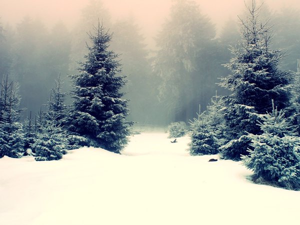 елка, ель, зима, снег, сугроб