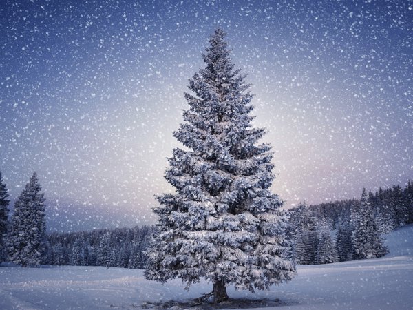 дерево, ель, зима, лес, снег, снегопад