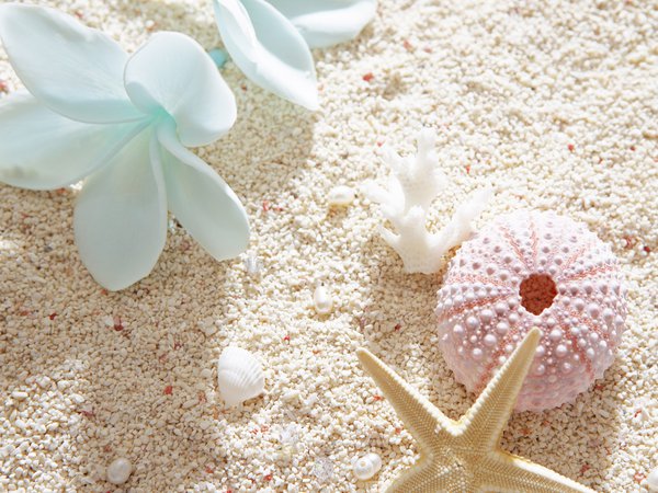 песок, пляж, ракушка, цветок