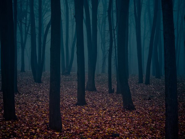 деревья, лес, туман