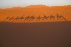 Обои на рабочий стол: верблюд, караван, пустыня