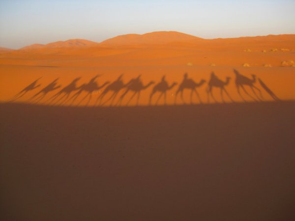 верблюд, караван, пустыня