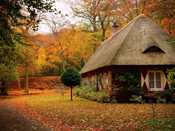 дерево, дом, лес, листья, осень