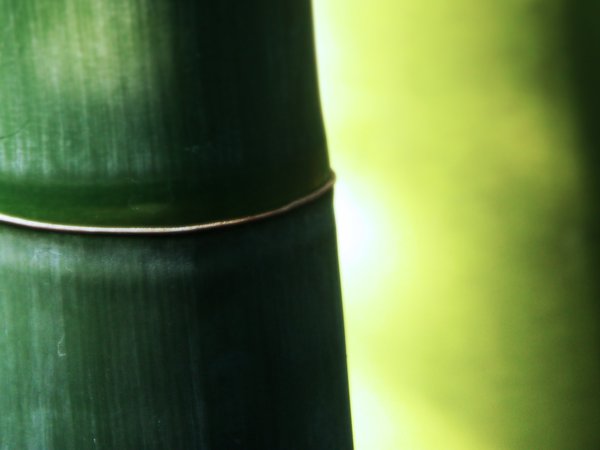 бамбук, столб