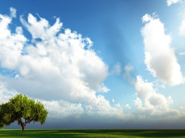 дерево, луг, небо, облака