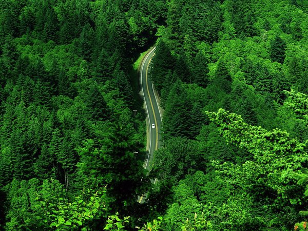 лес, шоссе