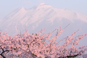 Обои на рабочий стол: вишня, гора, сакура, цветы