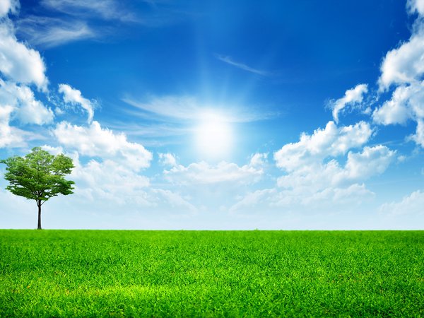 дерево, облака, поле, солнце, трава