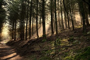 Обои на рабочий стол: деревья, дорога, лес, луч