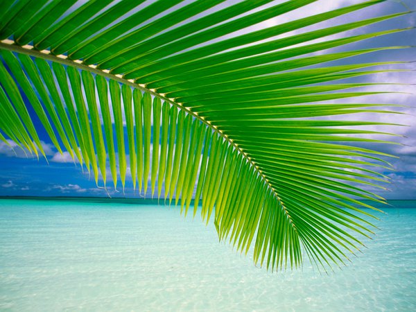 лист, океан, пальмы