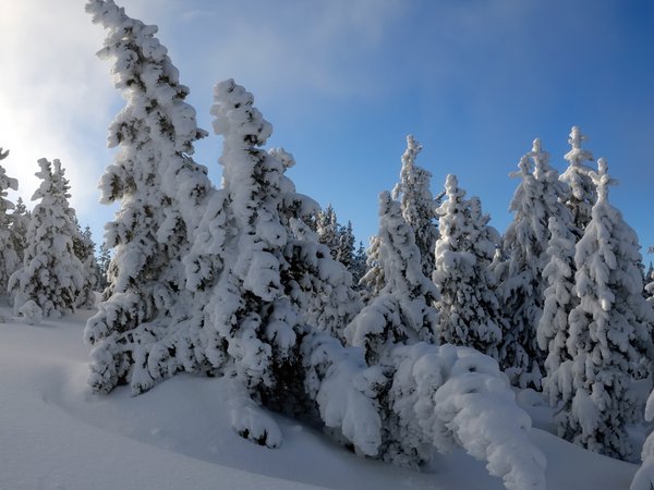 ель, снег