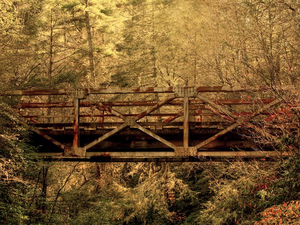 глушь, лес, мост