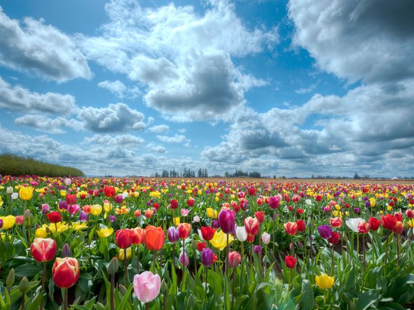 поле, тюльпаны