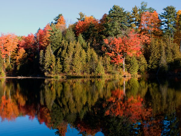 деревья, лес, озеро, осень