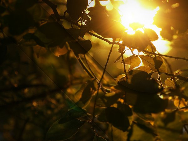 ветка, листва, солнце