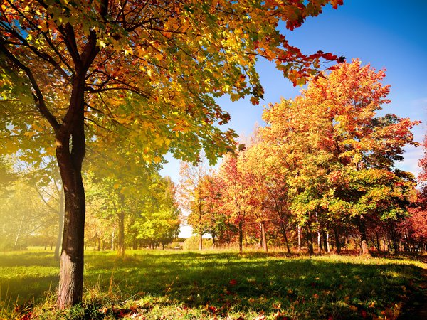 деревья, лес, листья, осень