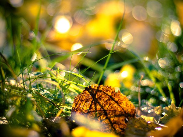 лист, осень, солнце, трава