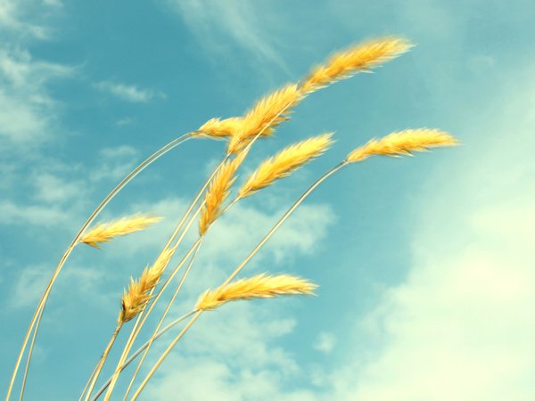 колосья, небо, пшеница
