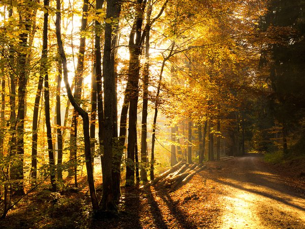 дорога, лес, осень, просека