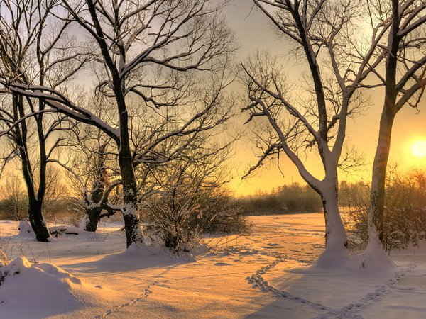 деревья, зима, лес, свет, снег, солнце