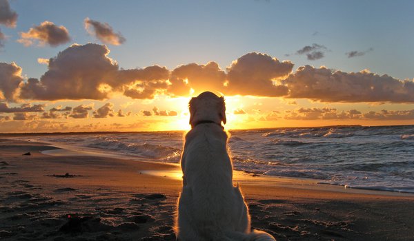 Обои на рабочий стол: закат, море, пляж, собака