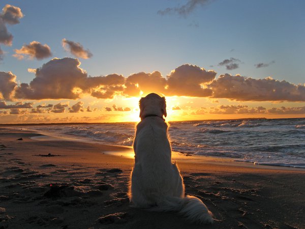 закат, море, пляж, собака