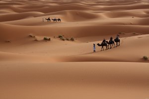 Обои на рабочий стол: верблюд, караван, пустыня