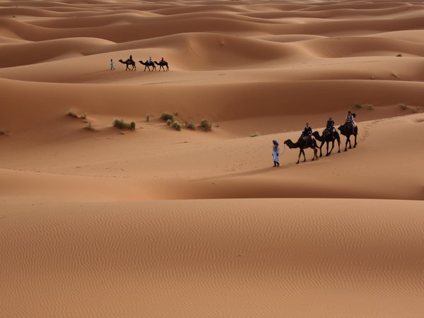 верблюд, караван, пустыня
