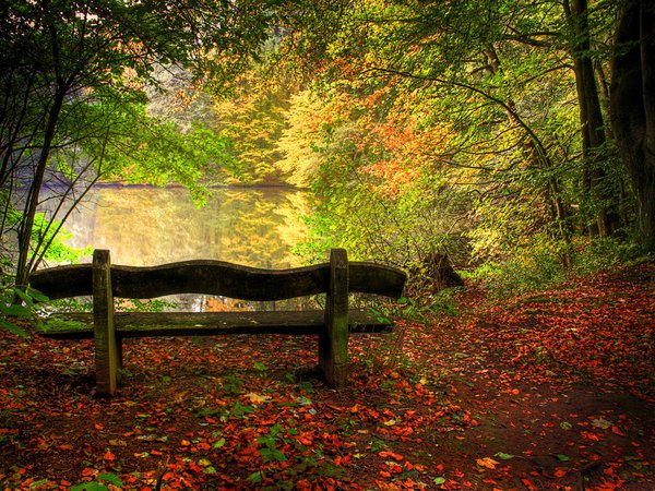лес, осень, скамейка