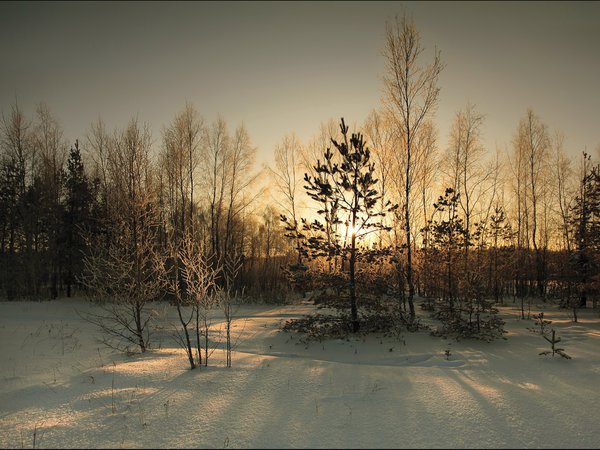 зима, лес, снег