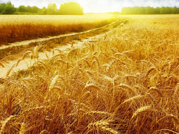 поле, пшеница, река