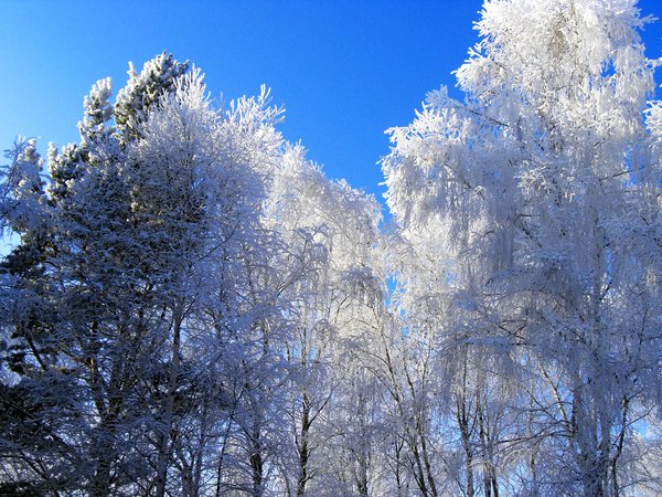 зима, лес, снег