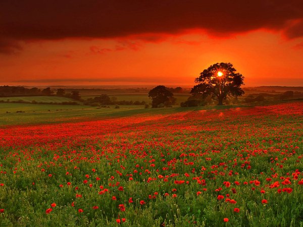 закат, красный, поле, цветы