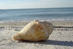 Обои на рабочий стол: море, пляж, раковина