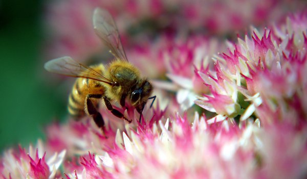 Обои на рабочий стол: пчела, пыльца